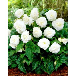 Begonia Non Stop - biała - GIGA paczka! - 100 szt.