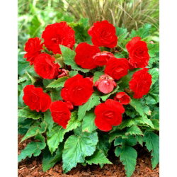 Begonia Non Stop - czerwona - GIGA paczka! - 100 szt.