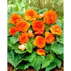 Begonia Non Stop - pomarańczowa - GIGA paczka! - 100 szt.