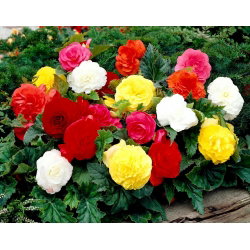 Begonia Non Stop - mix kolorów - GIGA paczka! - 100 szt.