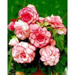 Begonia - Bouton de Rose - różowo-biała - GIGA paczka! - 100 szt.