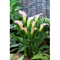 Calla Crystal Blush - GIGA paczka! - 50 cebulek
