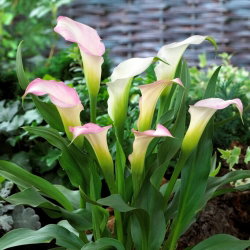 Calla Crystal Blush - GIGA paczka! - 50 cebulek