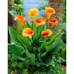 Calla Hot Shot - cebulka XXL - GIGA paczka! - 50 szt.