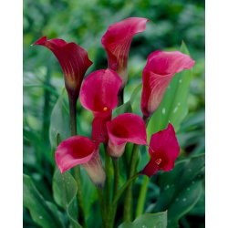 Calla ciemnoróżowa - cebulka XXL - GIGA paczka! - 50 cebulek
