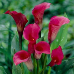 Calla ciemnoróżowa - cebulka XXL - GIGA paczka! - 50 cebulek