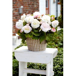 Begonia wielkokwiatowa - Superba White - biała - GIGA paczk! - 100 szt.