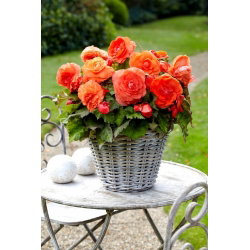 Begonia wielkokwiatowa - Superba Orange - pomarańczowa - GIGA paczka! - 100 szt.