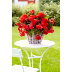 Begonia pachnąca - Odorata Red Glory - GIGA paczka! - 100 szt.
