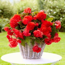 Begonia pachnąca - Odorata Red Glory - GIGA paczka! - 100 szt.