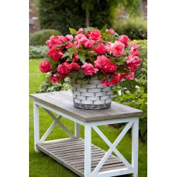 Begonia pachnąca - Odorata Pink Delight - GIGA paczka! - 100 szt.