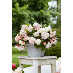 Begonia pachnąca - Odorata Angelique - GIGA paczka! - 100 szt.