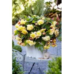 Begonia pachnąca - Odorata Sunny Dream - GIGA paczka! - 100 szt.