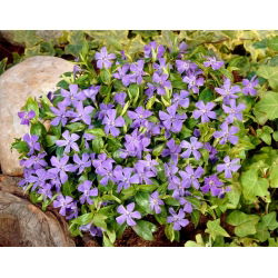 Barwinek pospolity - niebieski - sadzonka - GIGA paczka! - 50 szt.