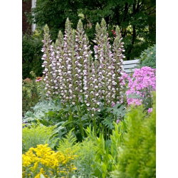 Akant miękki - Acanthus mollis - GIGA paczka! - 50 szt.