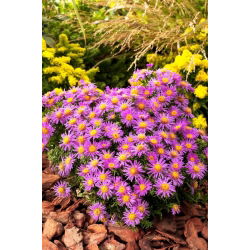 Aster krzaczasty - Alice Haslam - GIGA paczka! - 50 szt.