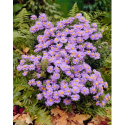Aster krzaczasty - Prof. Anton Kippenberg - GIGA paczka! - 50 szt.