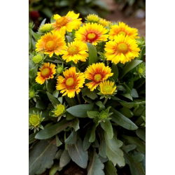 Gailardia Arizona Apricot - sadzonka - GIGA paczka! - 50 szt.