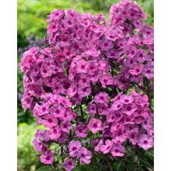 Floks (Phlox) - Płomyk wiechowaty - Classic Cassis - GIGA paczka! - 50 szt.
