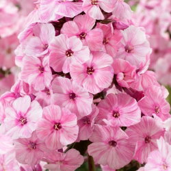 Floks (Phlox) - Płomyk wiechowaty - Picasso - GIGA paczka! - 50 szt.
