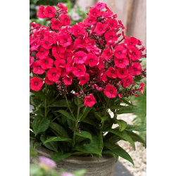 Floks (Phlox) - Płomyk wiechowaty - Grenadine Dream - GIGA paczka! - 50 szt.