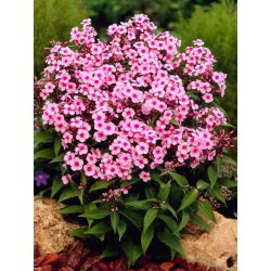 Floks (Phlox) - Płomyk wiechowaty - Miss Pepper - GIGA paczka! - 50 szt.