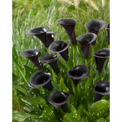 Calla Cantor - GIGA paczka! - 50 cebulek