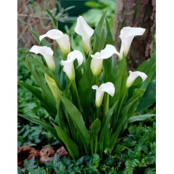 Calla Captain Fresco - GIGA paczka! - 50 cebulek
