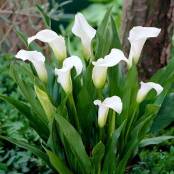 Calla Captain Fresco - GIGA paczka! - 50 cebulek