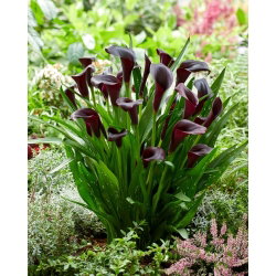 Calla Odessa - GIGA paczka! - 50 cebulek