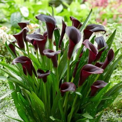 Calla Odessa - GIGA paczka! - 50 cebulek