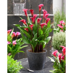 Calla Red Charm - GIGA paczka! - 50 cebulek