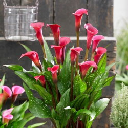 Calla Red Charm - GIGA paczka! - 50 cebulek