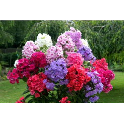 Floks (Phlox) - Płomyk wiechowaty - mix - duża paczka! - 10 szt.