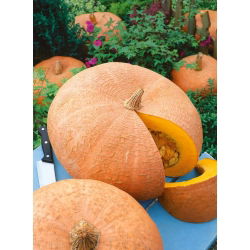 Dynia olbrzymia Jaune Gros de Paris - 100 gram