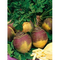 Brukiew Champion - Bardzo smaczna i Odporna - duże opakowanie - 100 gram