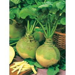 Brukiew Wilhelmsburger - odporna i plenna - duże opakowanie - 100 gram