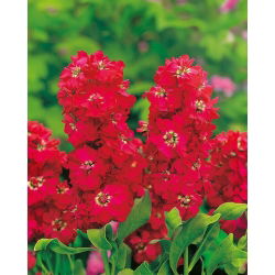 Lewkonia letnia - Excelsior - American Beauty