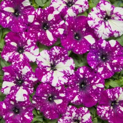 Petunia Dot Star F1 - Dark Violet