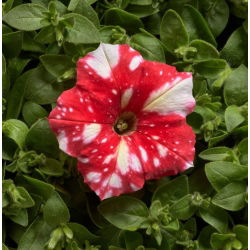 Petunia Dot Star F1 - Red