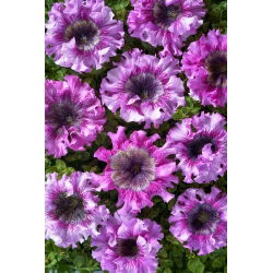 Petunia Superbissima Rosea - olbrzymie kwiaty do 16 cm