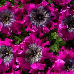 Petunia Superbissima Wine Red - olbrzymie kwiaty do 16 cm