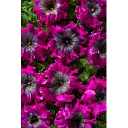 Petunia Superbissima Wine Red - olbrzymie kwiaty do 16 cm