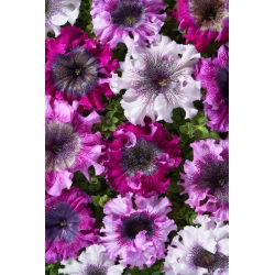 Petunia Superbissima Mix - olbrzymie kwiaty do 16 cm