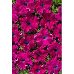 Petunia Aphrodite F1 - Purple
