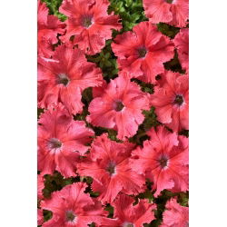 Petunia Aphrodite F1 - Salmon