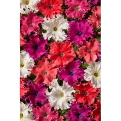 Petunia Aphrodite F1 - Mix