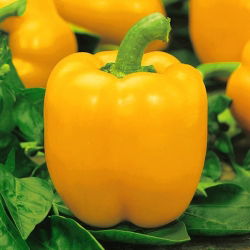 Papryka Yellow California Wonder - żółta, słodka
