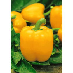 Papryka Yellow California Wonder - żółta, słodka