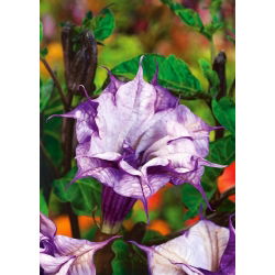 Bieluń surmikwiat Ballerina